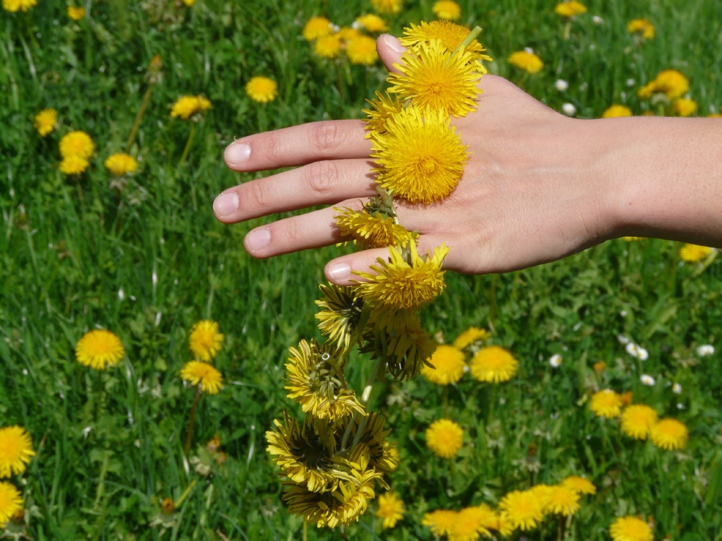 Dandelion is one of the best plants for cholesterol and liver health